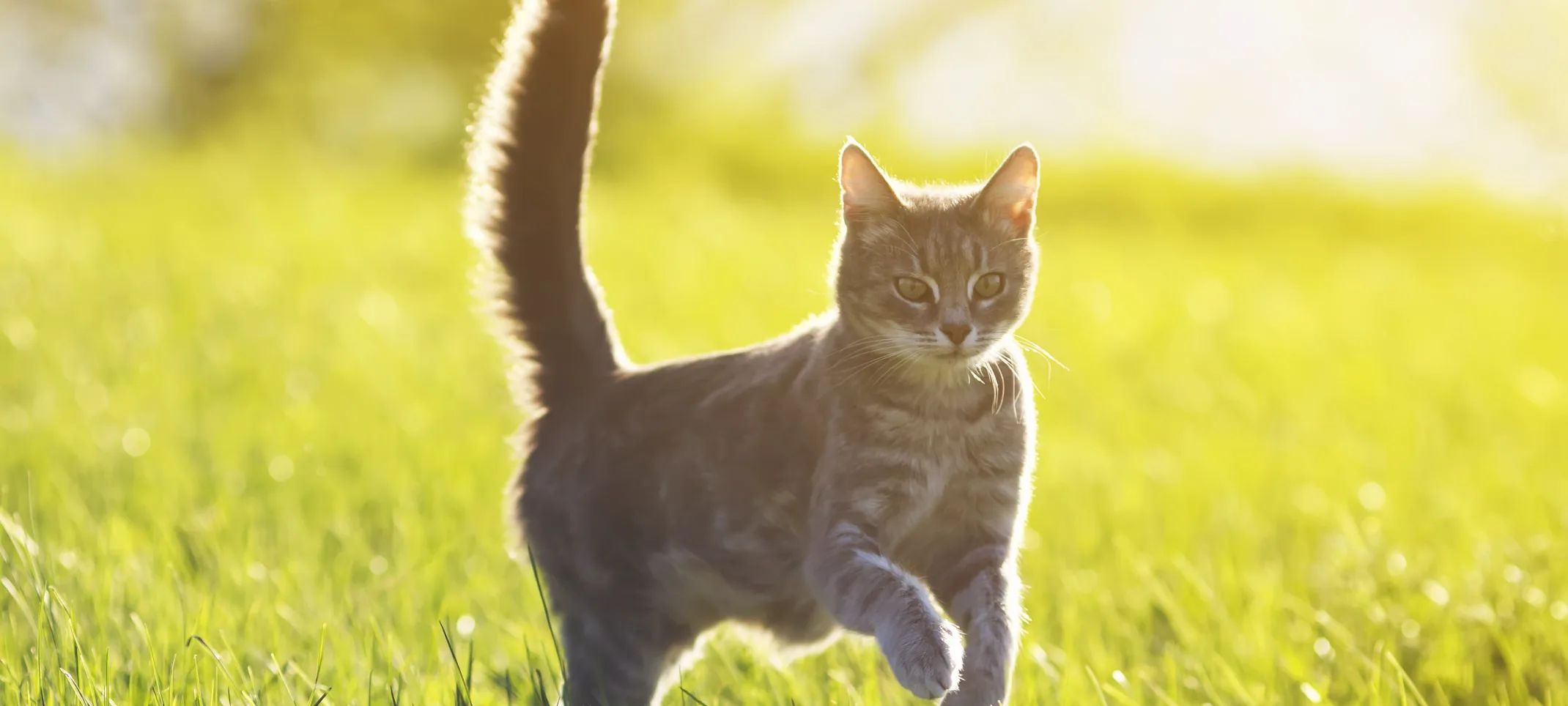 Cat jumping in the grass